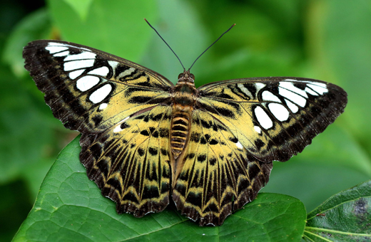 Butterfly park belvai